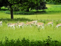 Фото fallow deers, Ashton Court