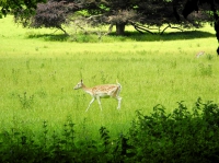 Фото Ashton Court, grassland