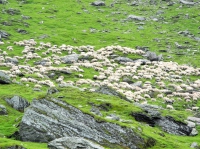 Фото cheep herd, mountains
