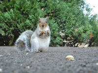 Фото squirrel, park