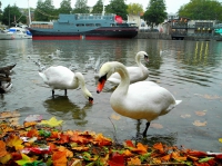 Фото white swan, swans