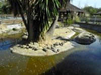 Фото turtles