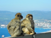Видео macaques, monkeys