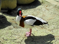 Фото common shelduck, duck