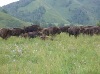 Фото wisent farm, bisons